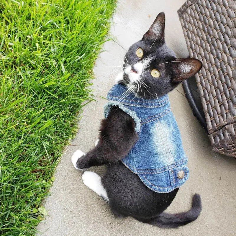 Cat Outfits