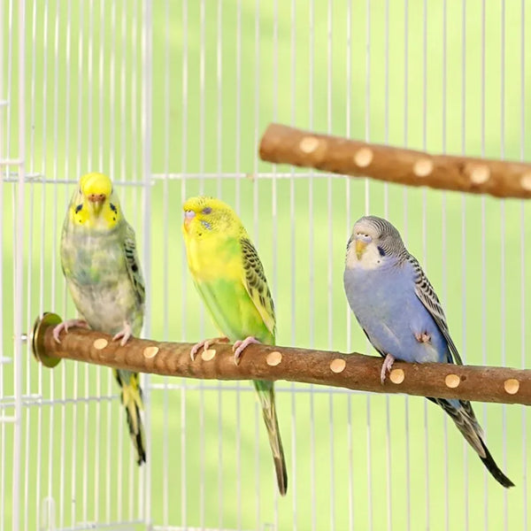 Natural Wood Bird Perch Stand - Paw Grinding Branch for Parakeets, Budgies & Cockatiels